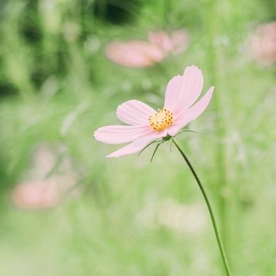 茅台的“生意经”，可不可以学？