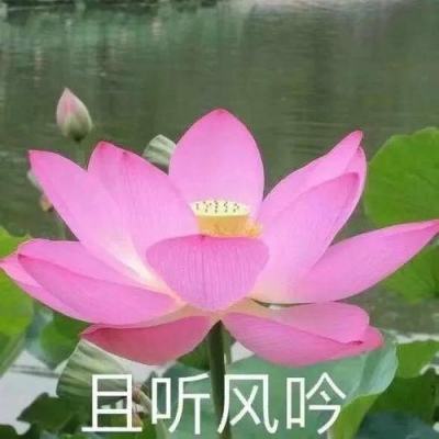 疫情期宅家腌韩式辣白菜【视频】