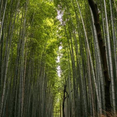 锡林郭勒草原进入打草季